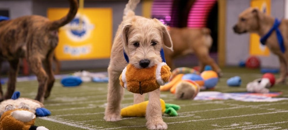 Don’t Forget The Best Super Bowl Betting Event: The Puppy Bowl