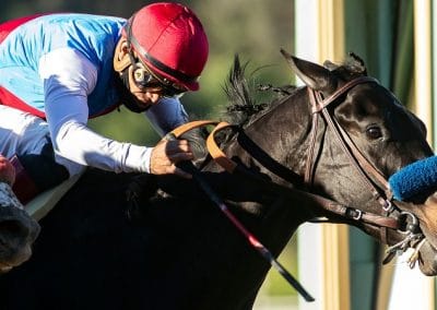 Medina Spirit Now The Favorite To Win The Preakness Stakes