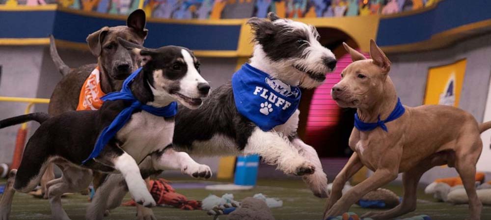 Puppy Bowl XVIII: Betting Odds For Team Ruff And Team Fluff